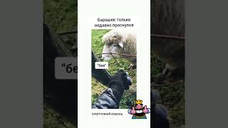 у всех барашков такой низкий голос? #shorts #рекомендации #тикток #шортс #смешно