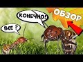 Муравьи - обзор всех колоний 2018