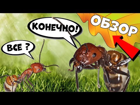Вопрос: Всегда ли муравьи живут колониями?