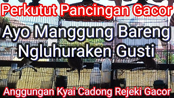 Perkutut Pancingan Ngajak Ayo Manggung  Bareng Ngluhurake Gusti