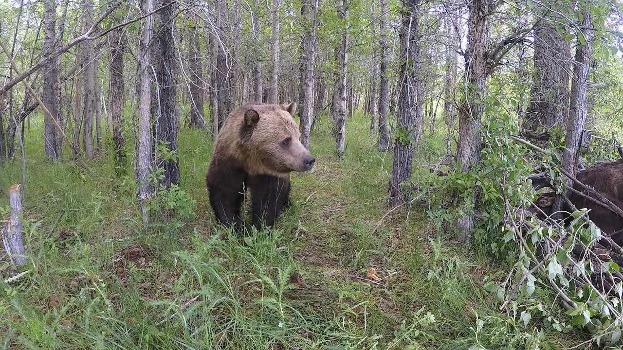 Prairie Grizzlies YouTube