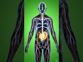 What Happens Inside Your Body After Digestion? 😳⚡