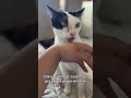 #viral #cat #cats #catslove #catvideos #catshorts #gato #gatos #pet #pets #petlover #petlovers