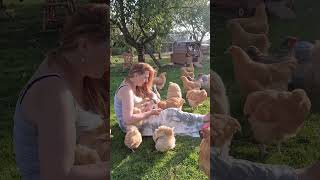 Chicken Therapy: Warm Summer Days and Moments of Calm #hen #chicks #momentsofcalm #chickentherapy