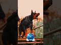cute dogs Vs dangerous edit☠️🔥 #new#dangerousdogs #edit #dog