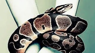 Nouveau film Burkinabè [MIKAEL SERPENT]