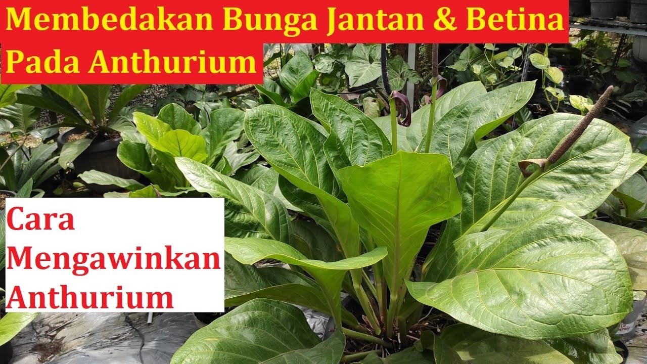 Cara Membedakan Bunga Jantan dan Betina Pada Anthurium + Cara Menyilang / Mengawinkan Anthurium