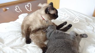 Two Cats Almost Dating Each Other