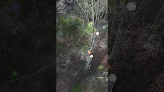 Drone Footage of Tree Removal by Craig's Tree Service