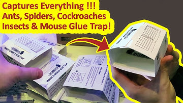 Best Glue Trap Period! How to Fold Catchmaster Insect / Mouse / Cockroach / Spider / Ant Glue Traps