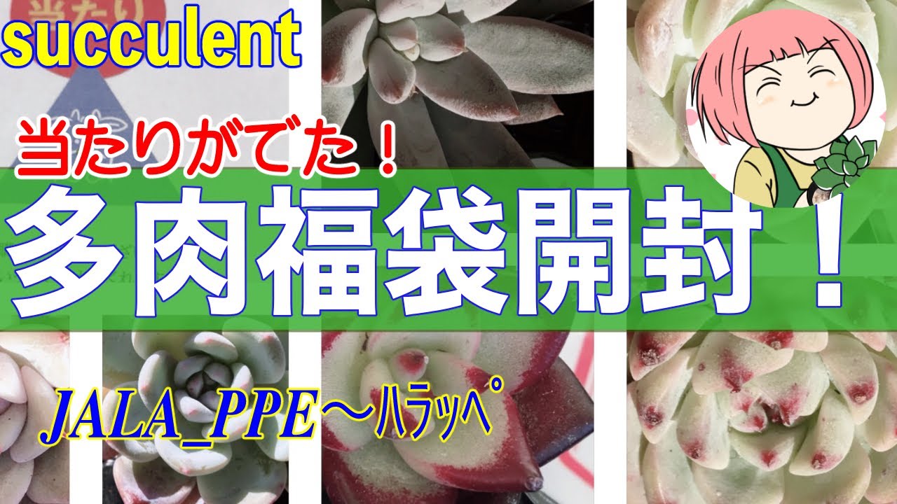 64 多肉植物 多肉福袋 開封 当たり 今いる子と比較 ちょっと凹む 私の育て方が悪いのか Youtube