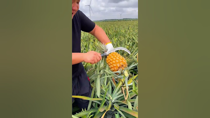 Pineapple so fresh and sweet - For fruit lovers