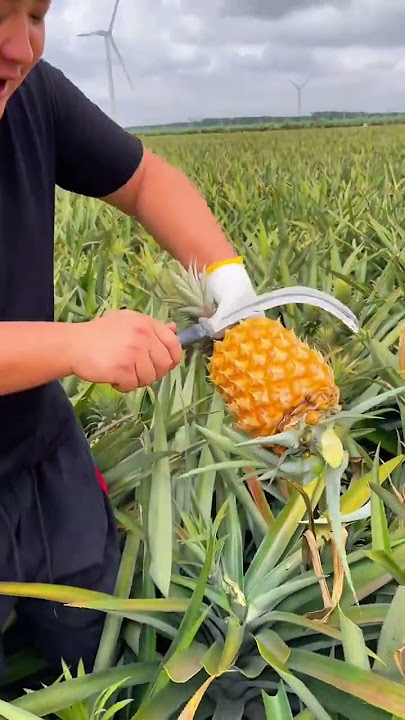 Pineapple so fresh and sweet - For fruit lovers