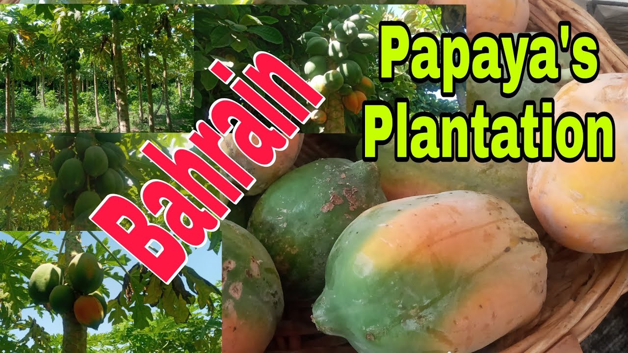 Bahrain Papaya's Plantation /Part 1/ Hapon family YouTube