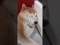 思った方の逆の顔が潰れた柴犬