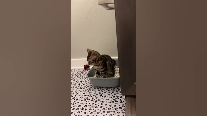 They witnessed an awkward moment of their cat 😂