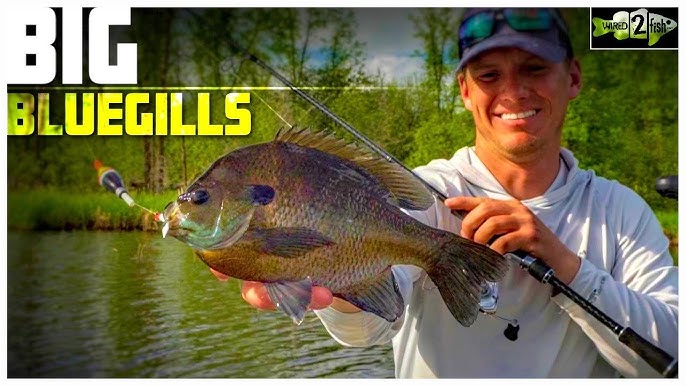 Best 5 Baits for Bluegill and Panfish - Tips and Techniques 