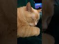 眠いね〜 #cat #orangecat #sleeping #relaxing #musicvideo #animal #kyubi #jpop #retro #猫