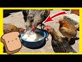 Pollos miniatura adictos al PAN ❤🐥