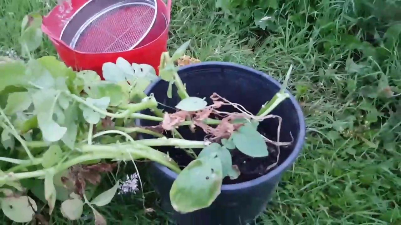 South Yorks Allotment - first pot of potatoes reveal