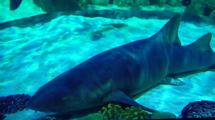 How Do Sharks Hunt