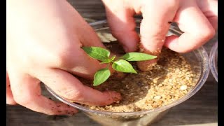 كيف تجعل رمل البناء تربة ممتازة  للزراعة المنزلية  How is sand used in agriculture