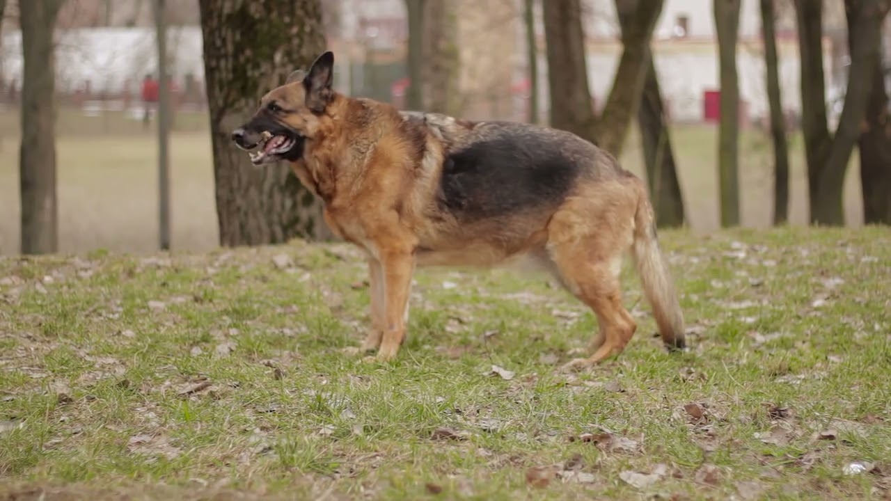 The German Shepherd: North America’s Most Iconic (And Challenging) Breed