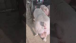 The secret of step by step instructions 8