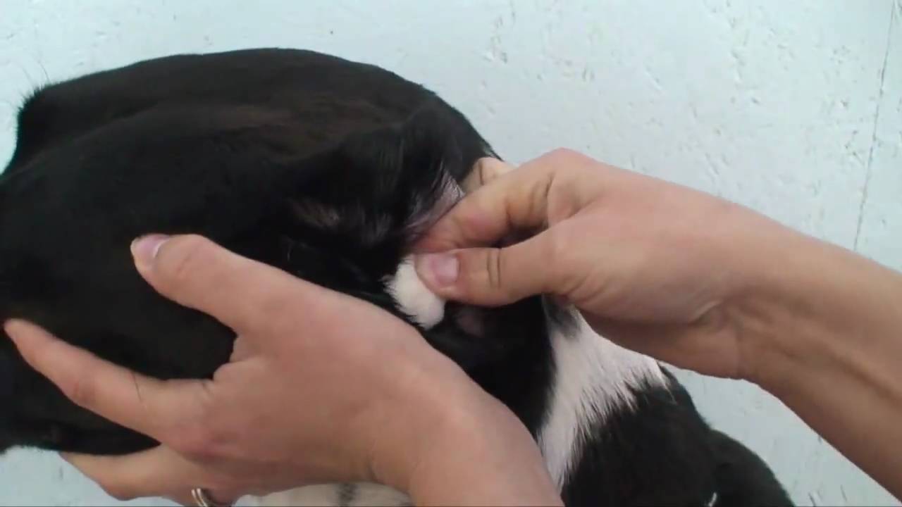 How to clean your Dogs Ears YouTube