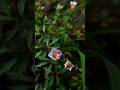 abu toha mohammad adnan #shortvideo #islamicvideo