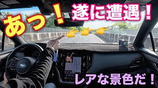 スバル アウトバックウィルダネスでレア景色に遭遇!日本ではなかなか見れない光景です!SUBARU OUTBACK Wilderness