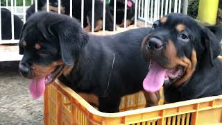 Chó rottweiler 12 ký bán tại thành phố Long Khánh  . 0982481471 . Nguyễn côi