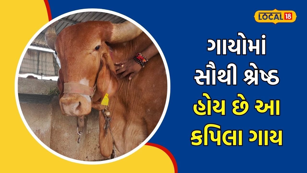 kapila Cow | સુવર્ણ કપિલા ગાયને લઇને વરાહ પુરાણમાં શું કહ્યું, આ ગાયનું આટલું છે મહત્વ | #local18