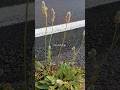 Plantago Lagopus Hare S Foot Plantain Plantago Lagopus Hare S Foot Plantain