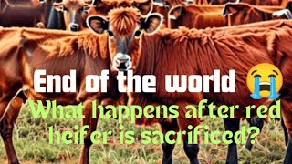 What happens after the red heifer is sacrificed - Is it the end of the world? by Let's make a difference 6,160 views 1 month ago 1 minute, 59 seconds