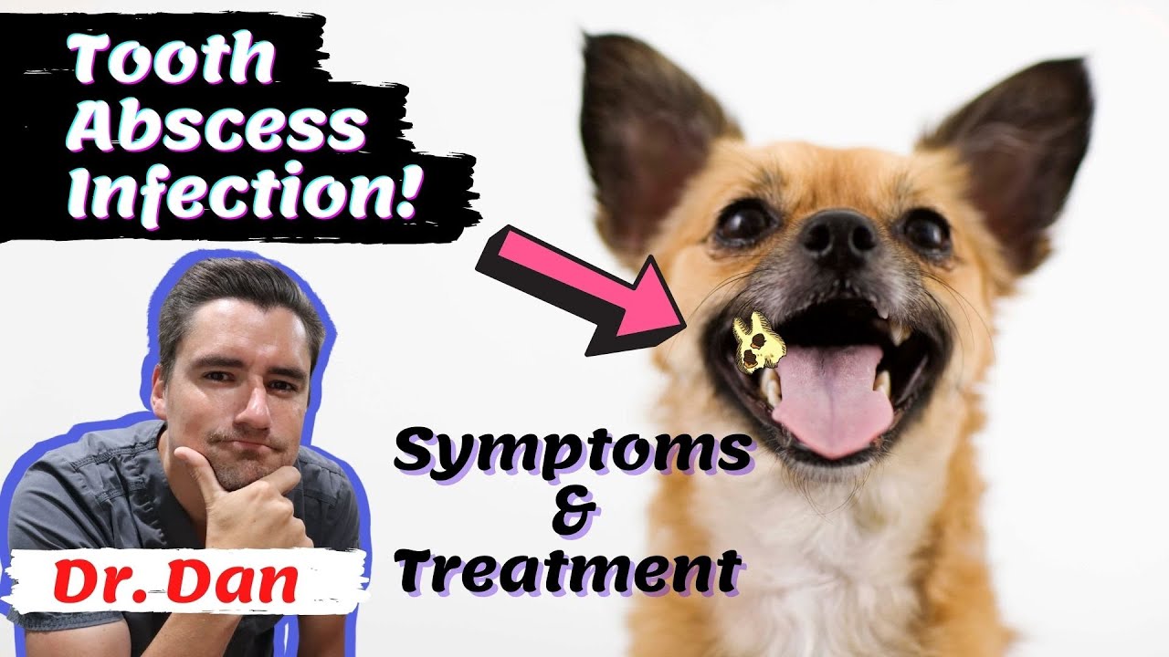 Can A Dog Tooth Abscess Be Treated With Antibiotics?