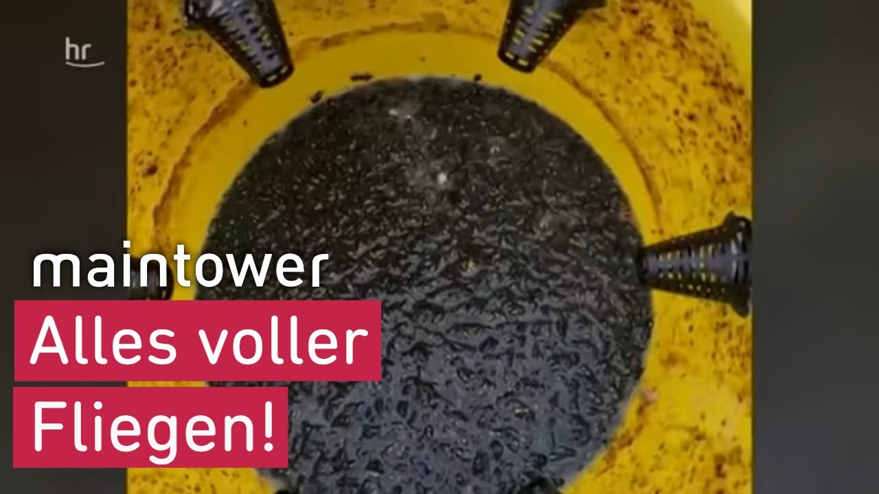 Kampf gegen die Fliegenplage in Gründau | maintower
