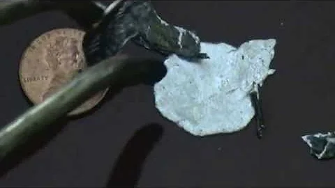 Pouring Molten Zinc from a Penny