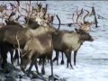 Vida Selvagem - A Tundra Artica em Portuguẽs de Camões
