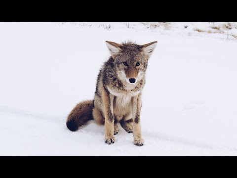 Video: Čudna Lisica-kojot Luta Teksasom - Alternativni Pogled