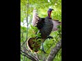 Turkey Birds In Nest