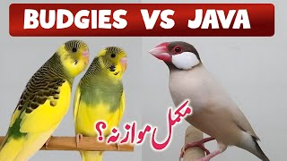 budgies Vs java sparrow | java colony lagaen ya budgies colony | Budgies and java finch comparison