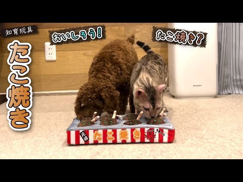 【スノーベンガル猫とトイプードル】愛猫＆愛犬とたこ焼きで遊んだら予想外の展開になりましたｗｗｗ