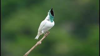 Araponga Cantando na Natureza