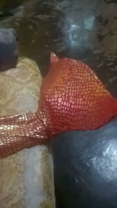 yusi alika izmi