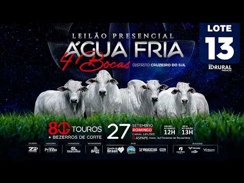 LOTE 13