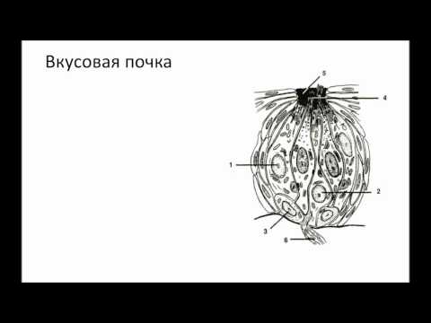 Органы чувств вкуса и обоняния