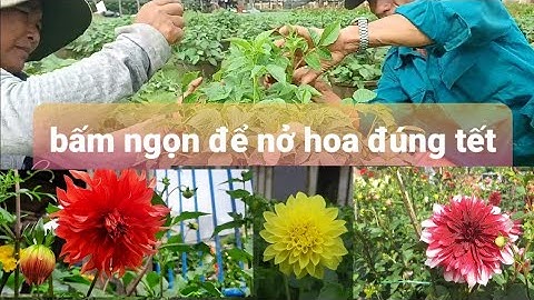 Bấm ngọn lần cuối thược dược đều đỏ đều viền vàng kí ninh lần cuối cho hoa nở đúng tết