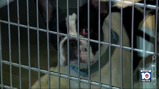 South Florida braces for freeze as residents protect homes, pets and plants Wealth