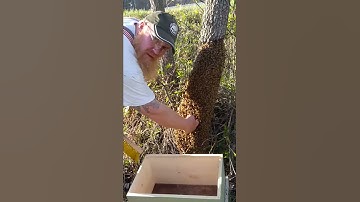 Finger deep in bees!  Swarm!
